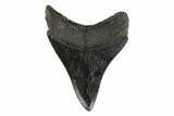 3.26" Megalodon Tooth - South Carolina - #130787-2